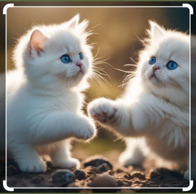 Persian Cat - Types of Persian cats - My Cat Variations and color....